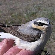 Stenskvätta, Sundre 20050514